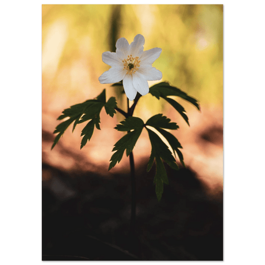 Wood Anemone Wildflower - Poster - Rather Be In Finland