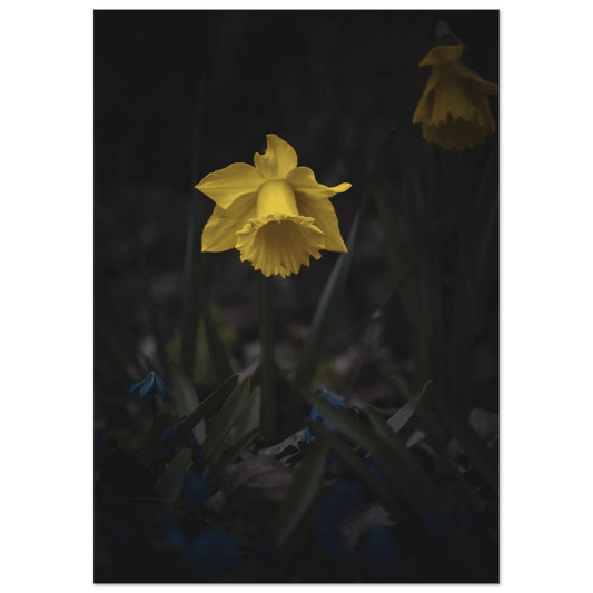 Yellow Daffodil Flower - Poster - Rather Be In Finland