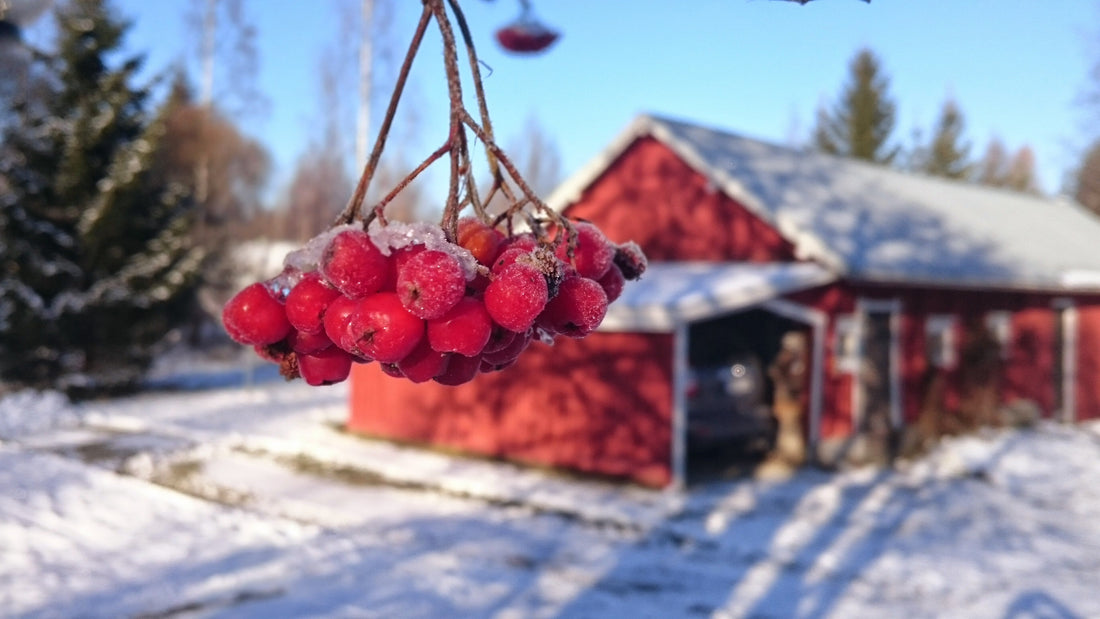 Winter Adventures in Finland: What to Do When It’s -15°C and Snowy