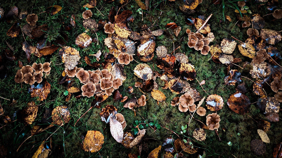 Autumn Foraging in Finland: A Small Basket, a Slower Afternoon - Rather Be In Finland