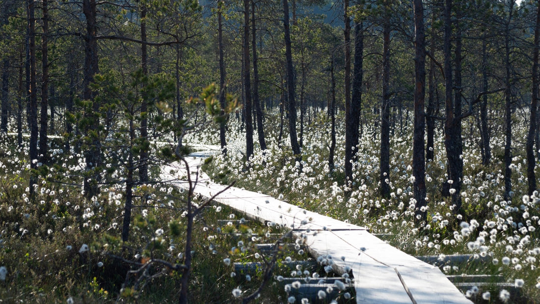 Listen to the Bog: A Guide to Finland’s Quietest Autumn Landscape - Rather Be In Finland