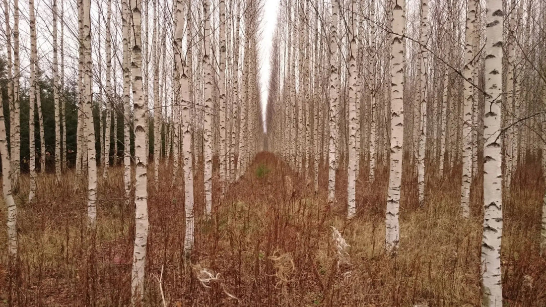 Why Finland is the Perfect Escape from a Hectic Life - Rather Be In Finland