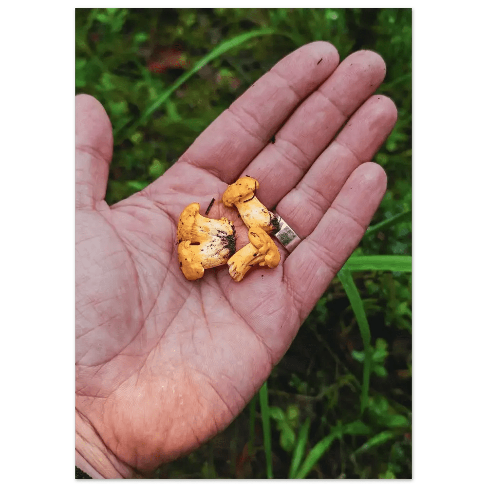 Chanterelles in Hand – Finnish Forest Harvest - Poster - Rather Be In Finland