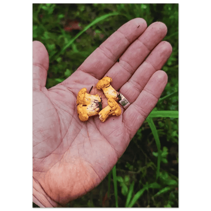Chanterelles in Hand – Finnish Forest Harvest - Poster - Rather Be In Finland