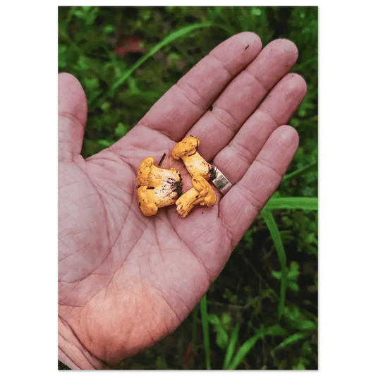 Chanterelles in Hand – Finnish Forest Harvest - Poster - Rather Be In Finland