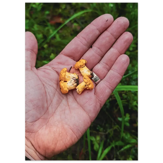 Chanterelles in Hand – Finnish Forest Harvest - Poster - Rather Be In Finland