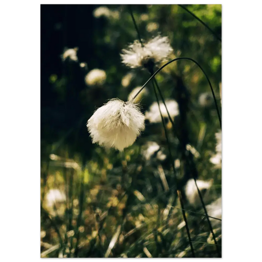Cotton Grass in Finnish Marshlands - Poster - Rather Be In Finland