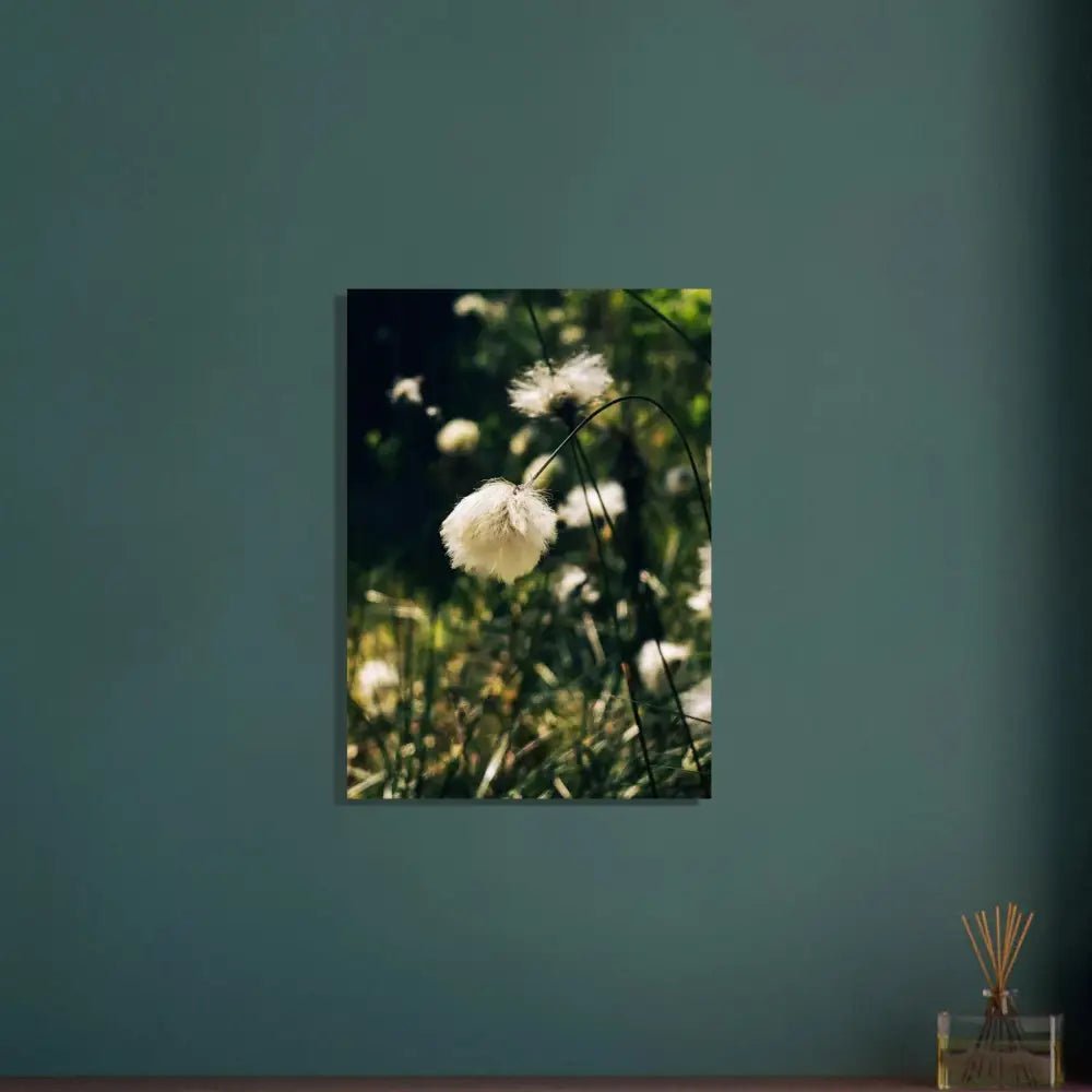 Cotton Grass in Finnish Marshlands - Poster - Rather Be In Finland
