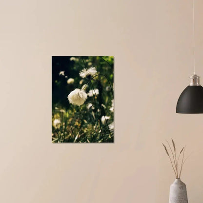 Cotton Grass in Finnish Marshlands - Poster - Rather Be In Finland