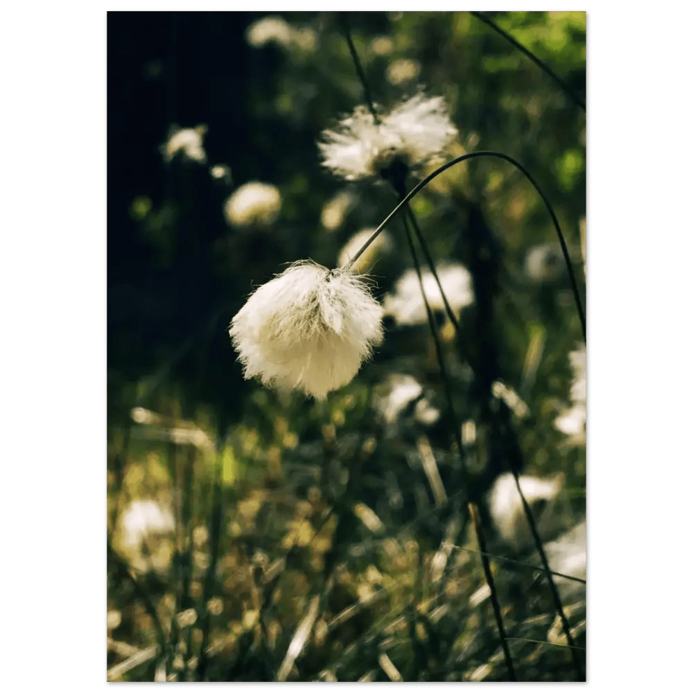 Cotton Grass in Finnish Marshlands - Poster - Rather Be In Finland