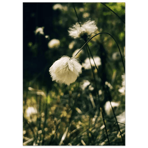 Photo du produit : affiche au motif « Cotton Grass in Finnish Marshlands » de Rather Be in Finland