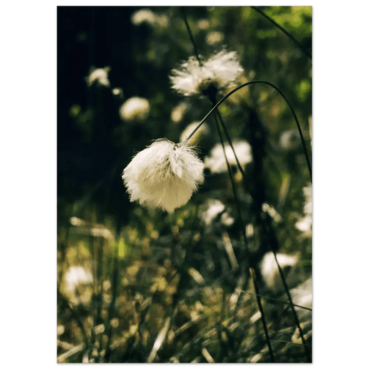 Cotton Grass in Finnish Marshlands - Poster - Rather Be In Finland