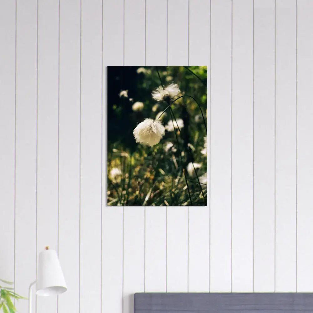 Cotton Grass in Finnish Marshlands - Poster - Rather Be In Finland