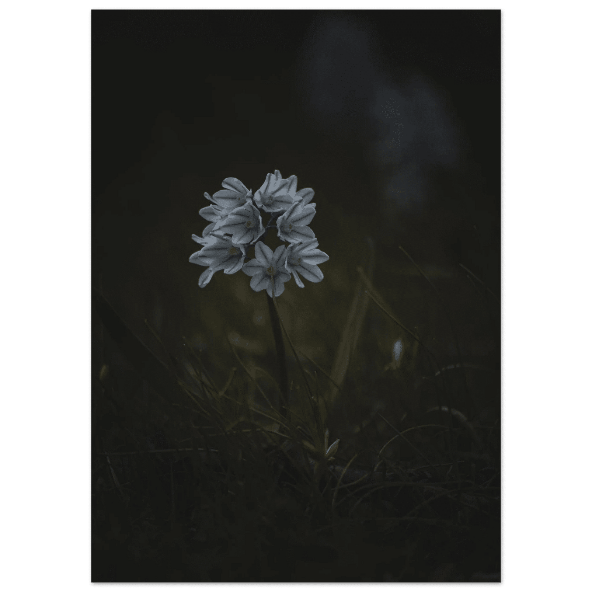 Delicate White Spring Flower - Poster - Rather Be In Finland