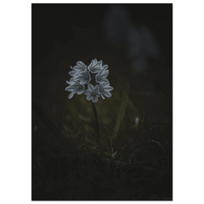 Delicate White Spring Flower - Poster - Rather Be In Finland