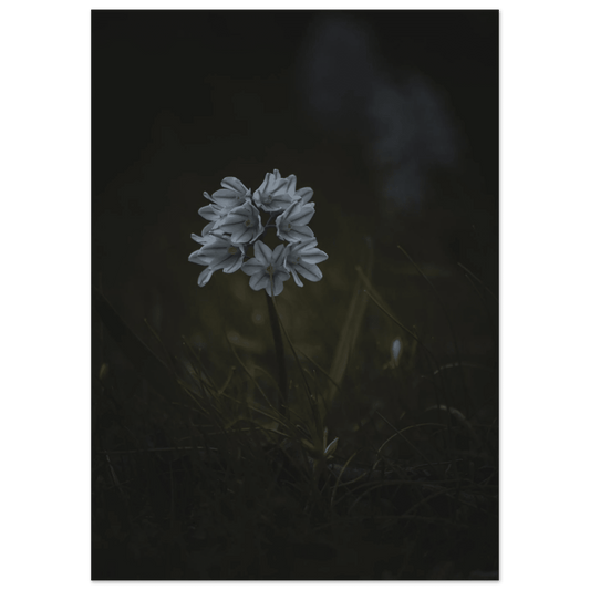 Delicate White Spring Flower - Poster - Rather Be In Finland