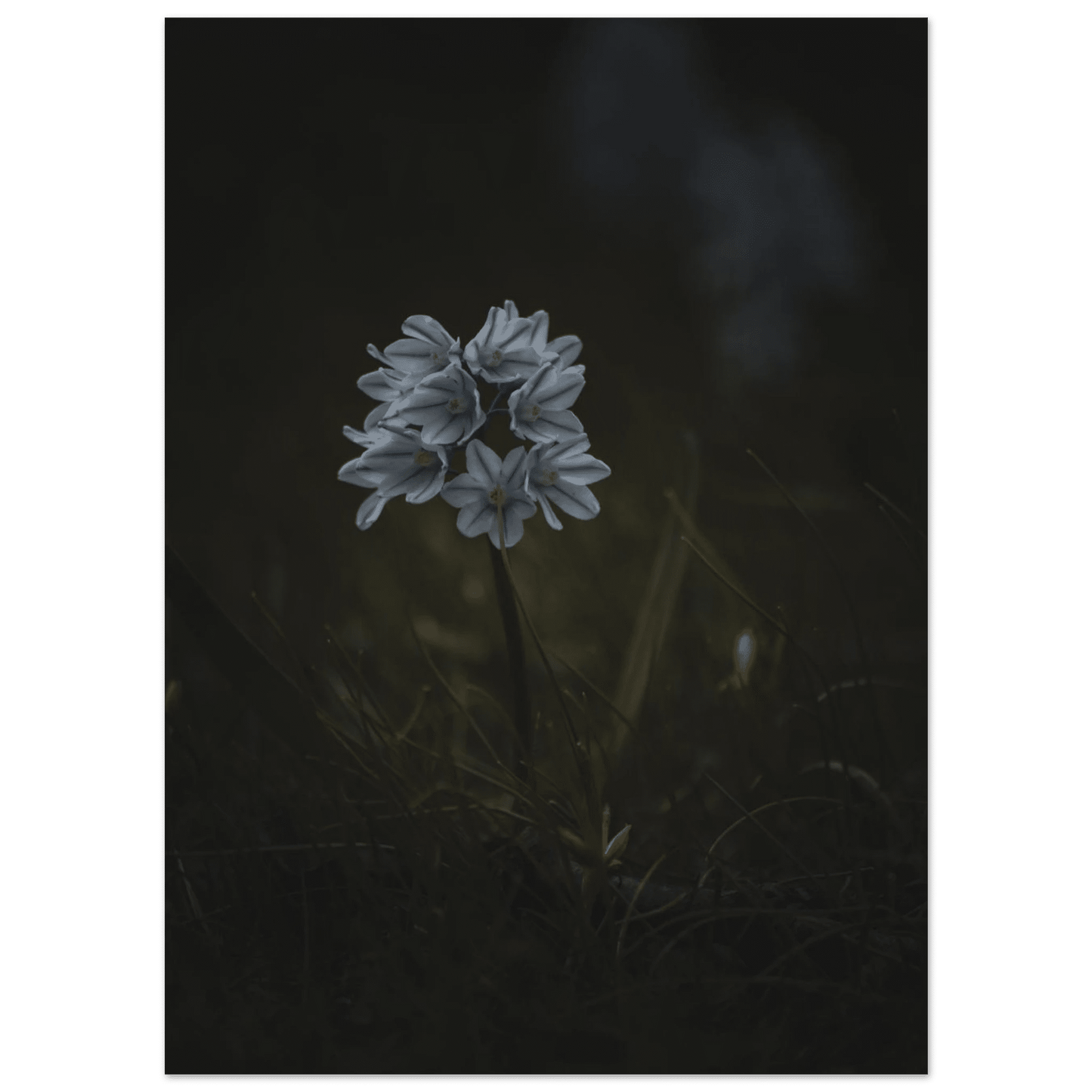 Delicate White Spring Flower - Poster - Rather Be In Finland