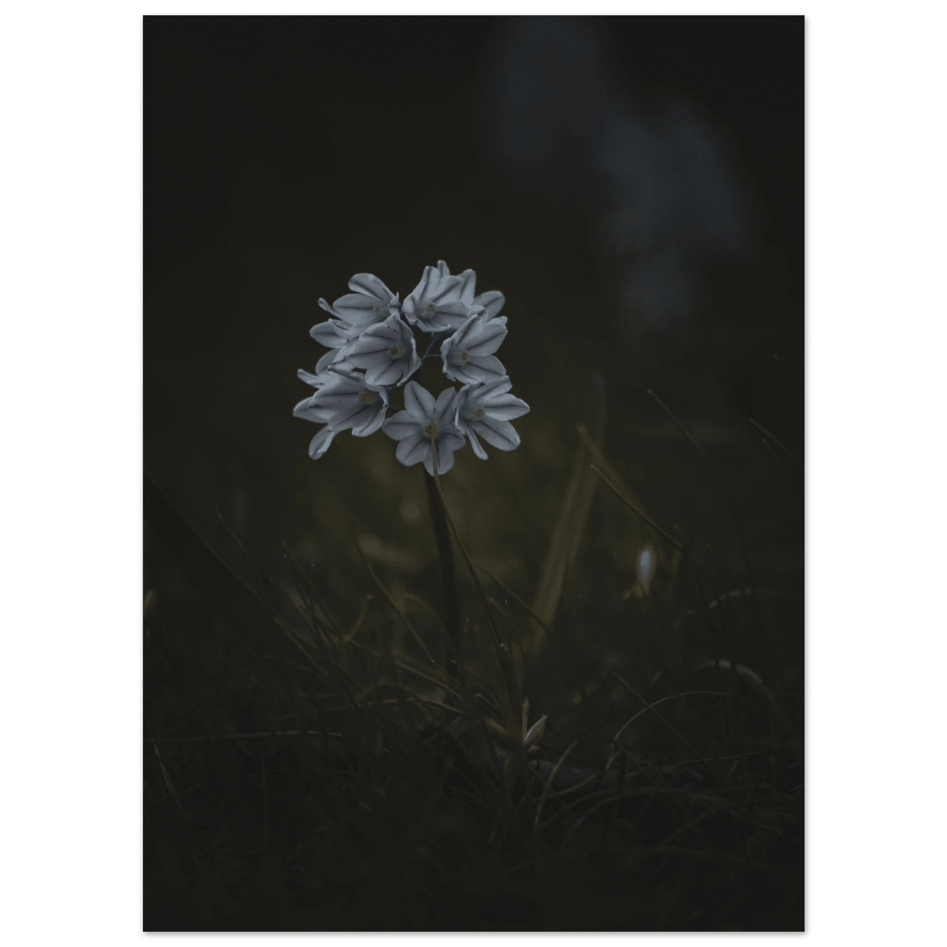 Delicate White Spring Flower - Poster - Rather Be In Finland