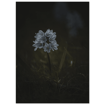 Delicate White Spring Flower - Poster - Rather Be In Finland