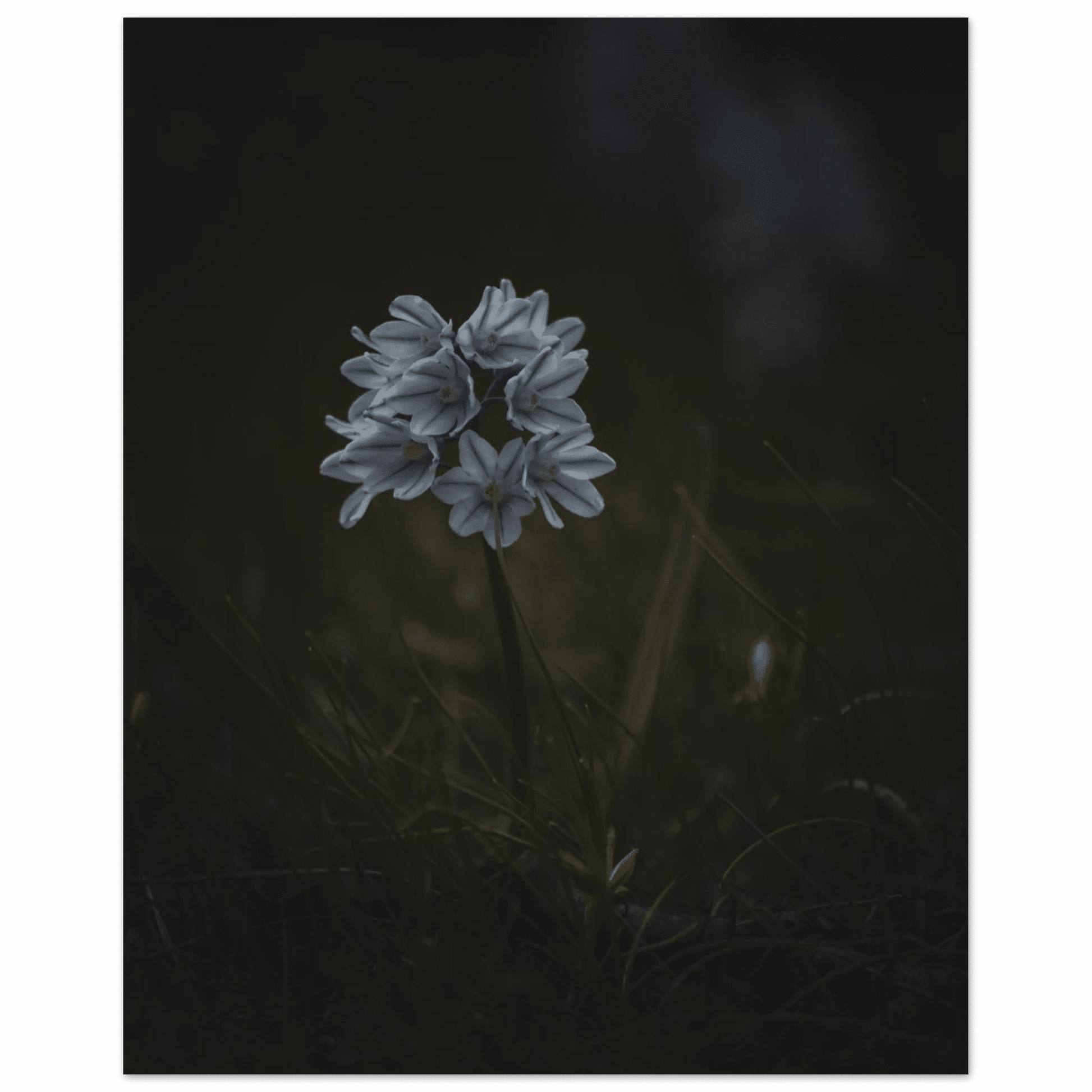 Delicate White Spring Flower - Poster - Rather Be In Finland
