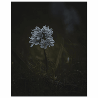 Delicate White Spring Flower - Poster - Rather Be In Finland