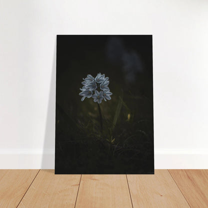 Delicate White Spring Flower - Poster - Rather Be In Finland