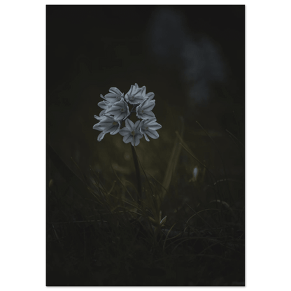 Delicate White Spring Flower - Poster - Rather Be In Finland