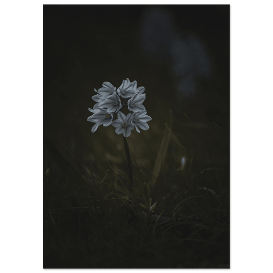 Delicate White Spring Flower - Poster - Rather Be In Finland