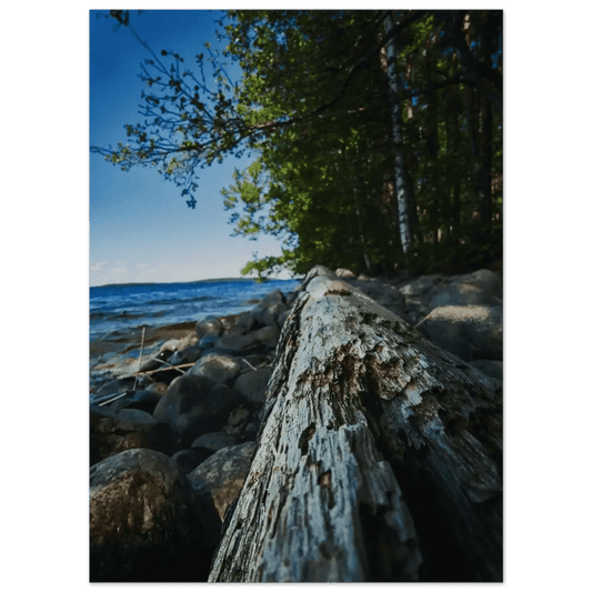 Driftwood on a Finnish Lakeshore - Poster - Rather Be In Finland