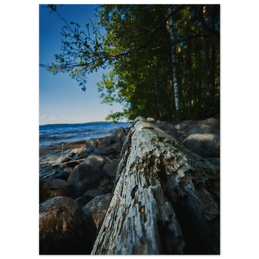 Driftwood on a Finnish Lakeshore - Poster - Rather Be In Finland