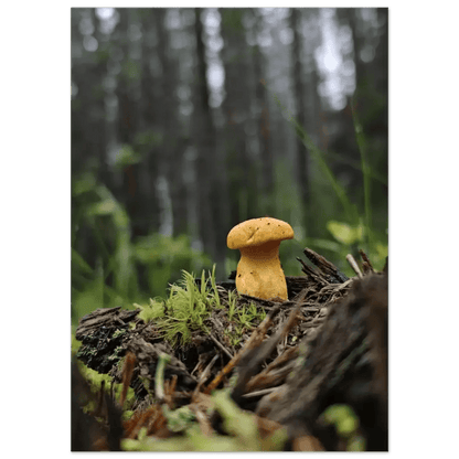 Golden Chanterelle in Finnish Forest - Poster - Rather Be In Finland