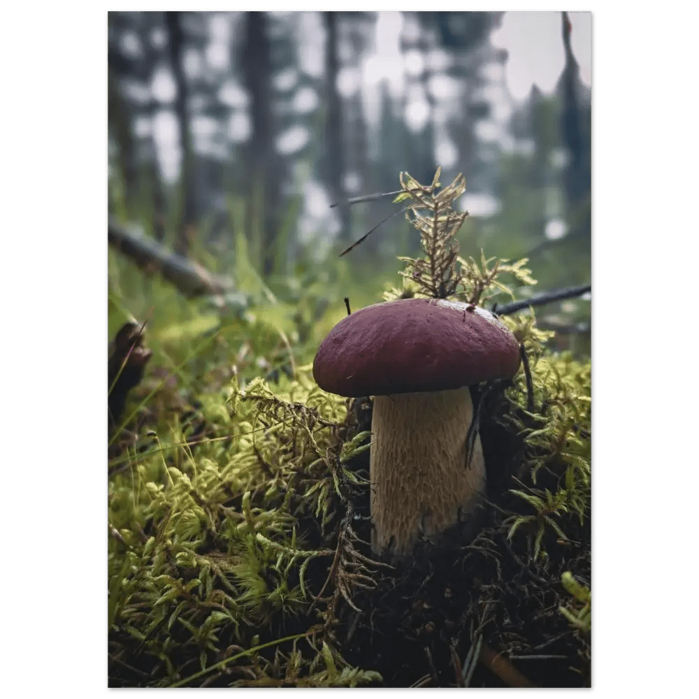 Perfect porcini mushroom in a Finnish forest - Poster - Rather Be In Finland