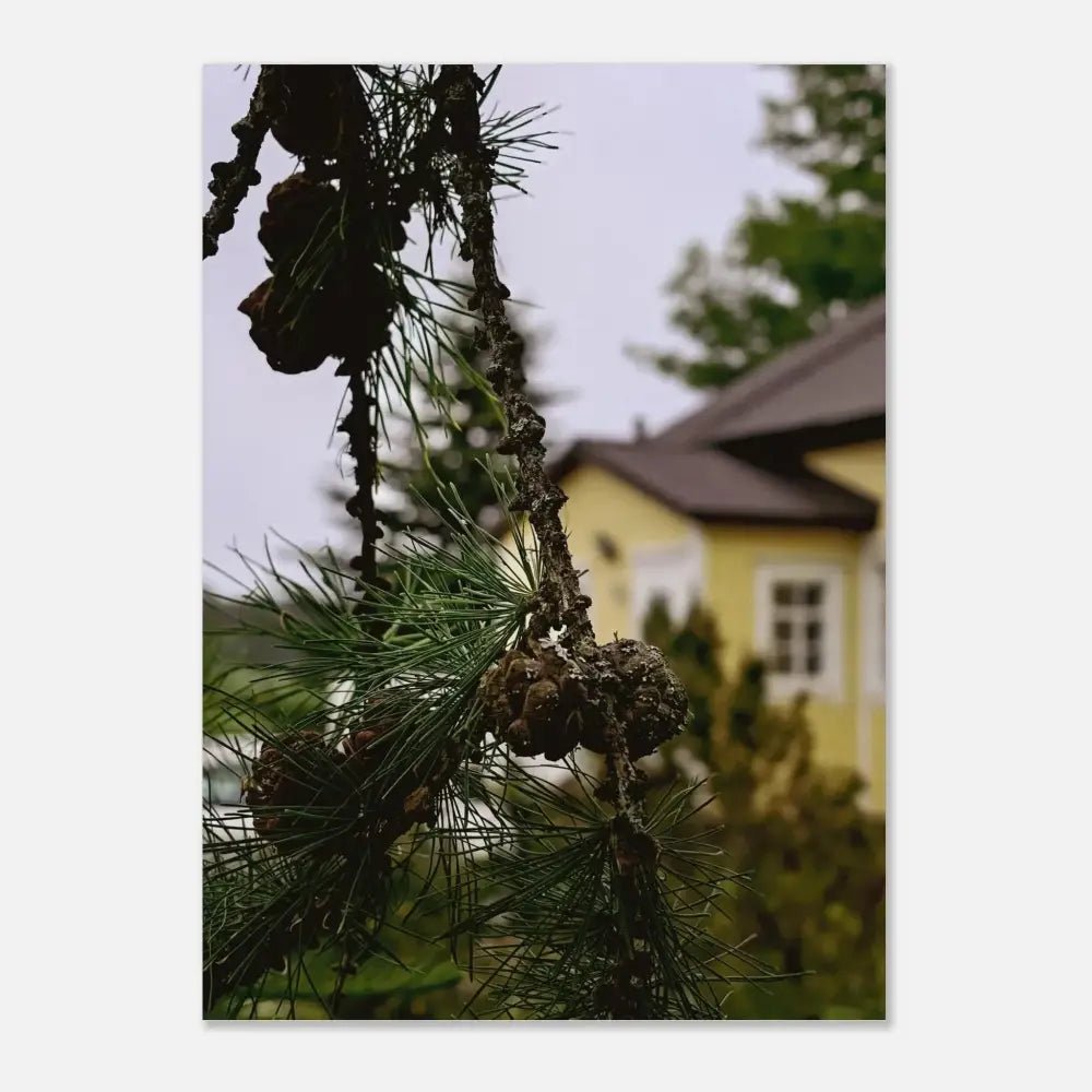Pine Branch and Old Finnish Log House - Poster - Rather Be In Finland