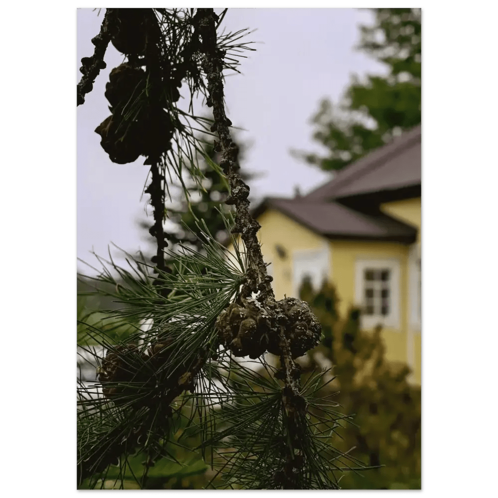 Pine Branch and Old Finnish Log House - Poster - Rather Be In Finland