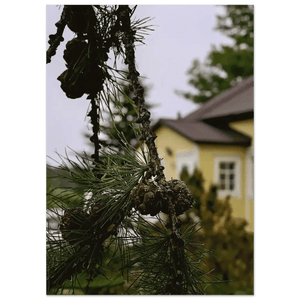 Tuotekuva: juliste, painatuksena Pine Branch and Old Finnish Log House (Rather Be in Finland)