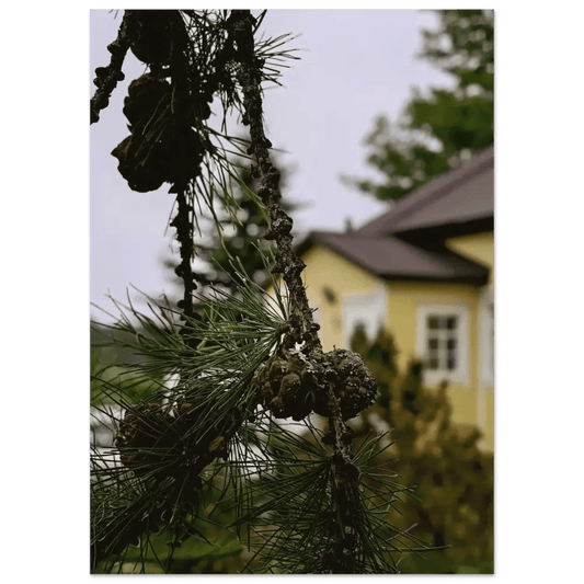 Pine Branch and Old Finnish Log House - Poster - Rather Be In Finland
