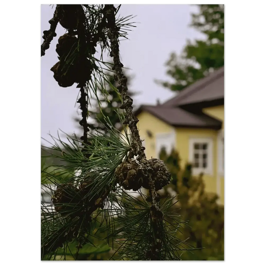 Pine Branch and Old Finnish Log House - Poster - Rather Be In Finland