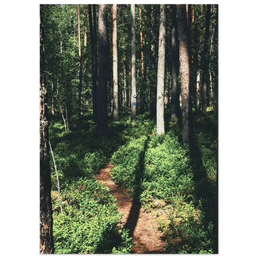Sunlit Path in a Finnish Pine Forest - Poster - Rather Be In Finland