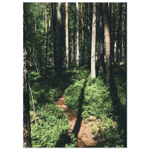 Tuotekuva: juliste, painatuksena Sunlit Path in a Finnish Pine Forest (Rather Be in Finland)