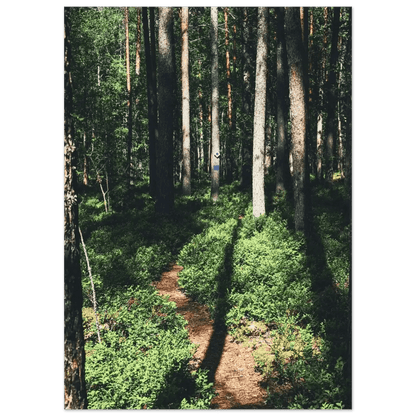 Sunlit Path in a Finnish Pine Forest - Poster - Rather Be In Finland