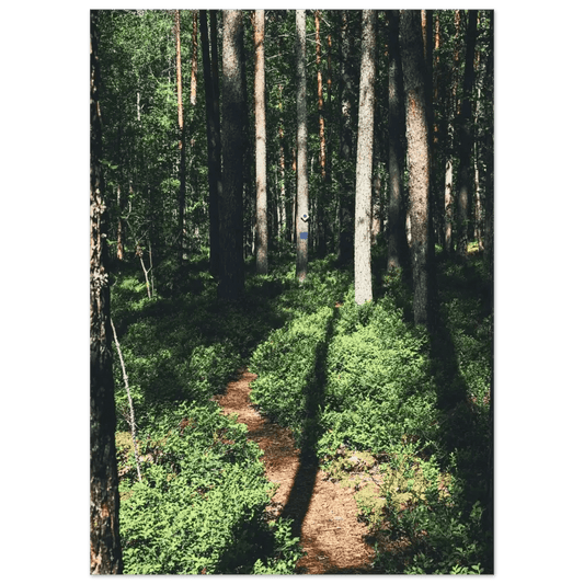 Sunlit Path in a Finnish Pine Forest - Poster - Rather Be In Finland