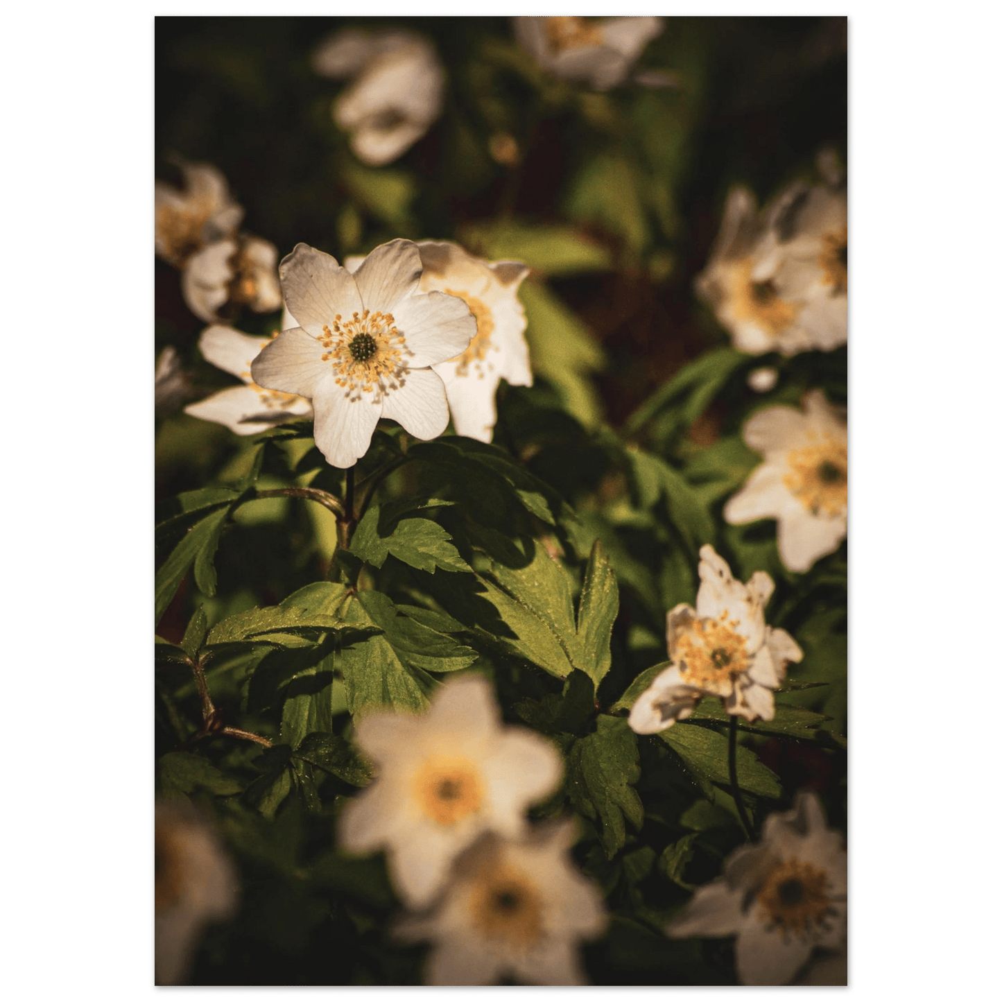 Wood Anemone Wildflower Carpet - Poster - Rather Be In Finland