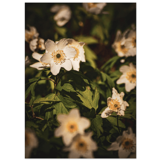 Wood Anemone Wildflower Carpet - Poster - Rather Be In Finland