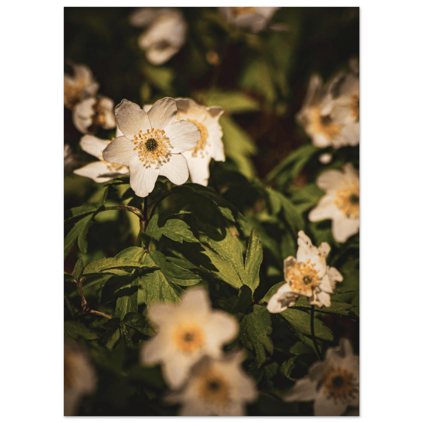 Wood Anemone Wildflower Carpet - Poster - Rather Be In Finland