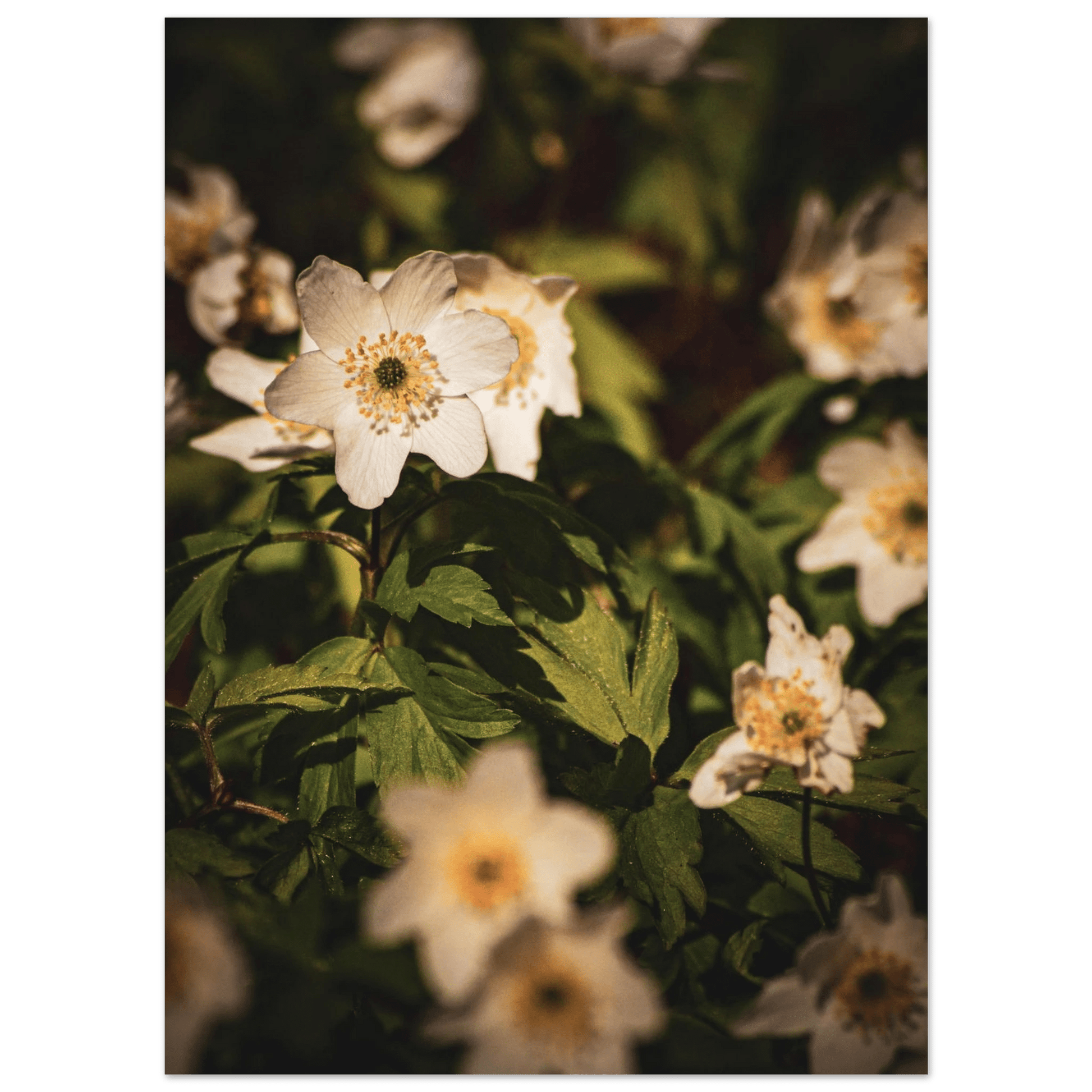 Wood Anemone Wildflower Carpet - Poster - Rather Be In Finland