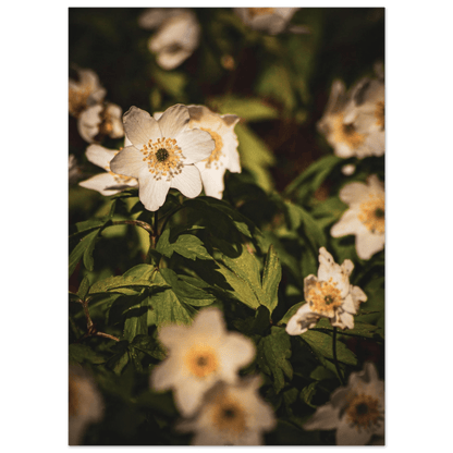 Wood Anemone Wildflower Carpet - Poster - Rather Be In Finland