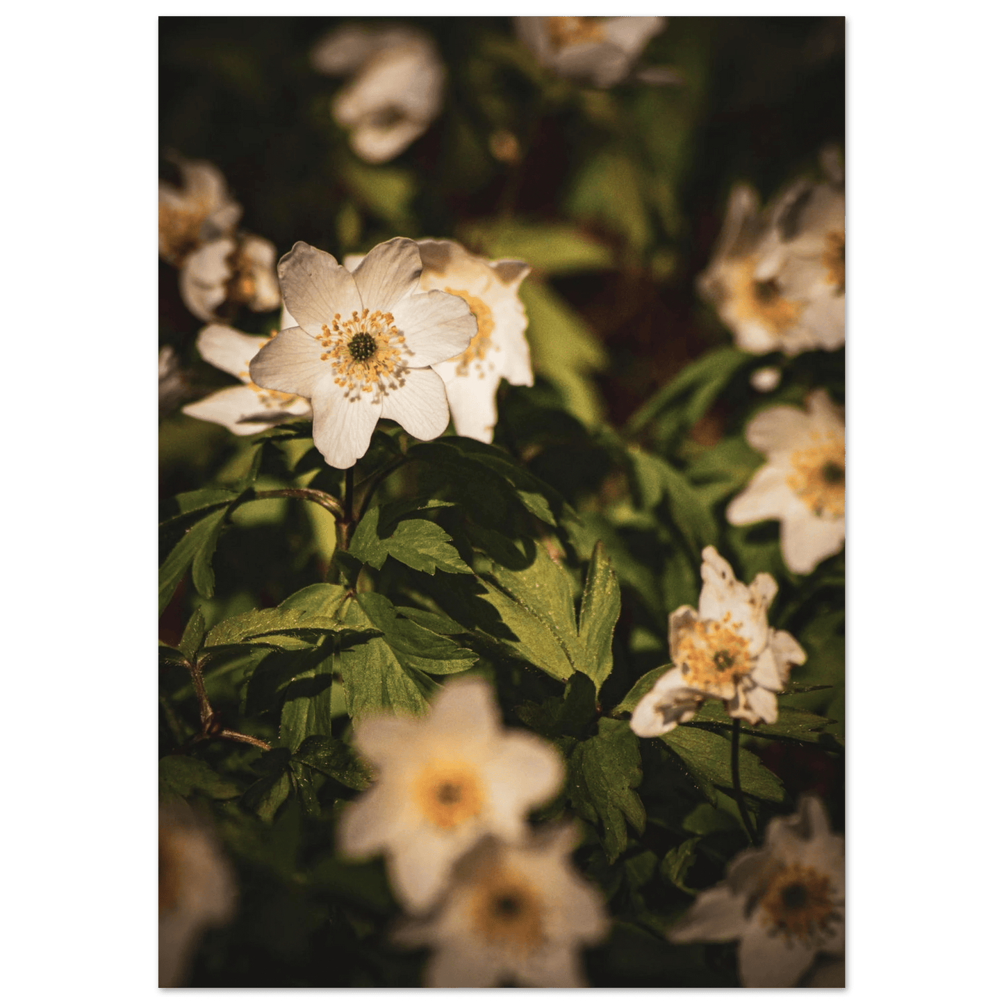 Wood Anemone Wildflower Carpet - Poster - Rather Be In Finland