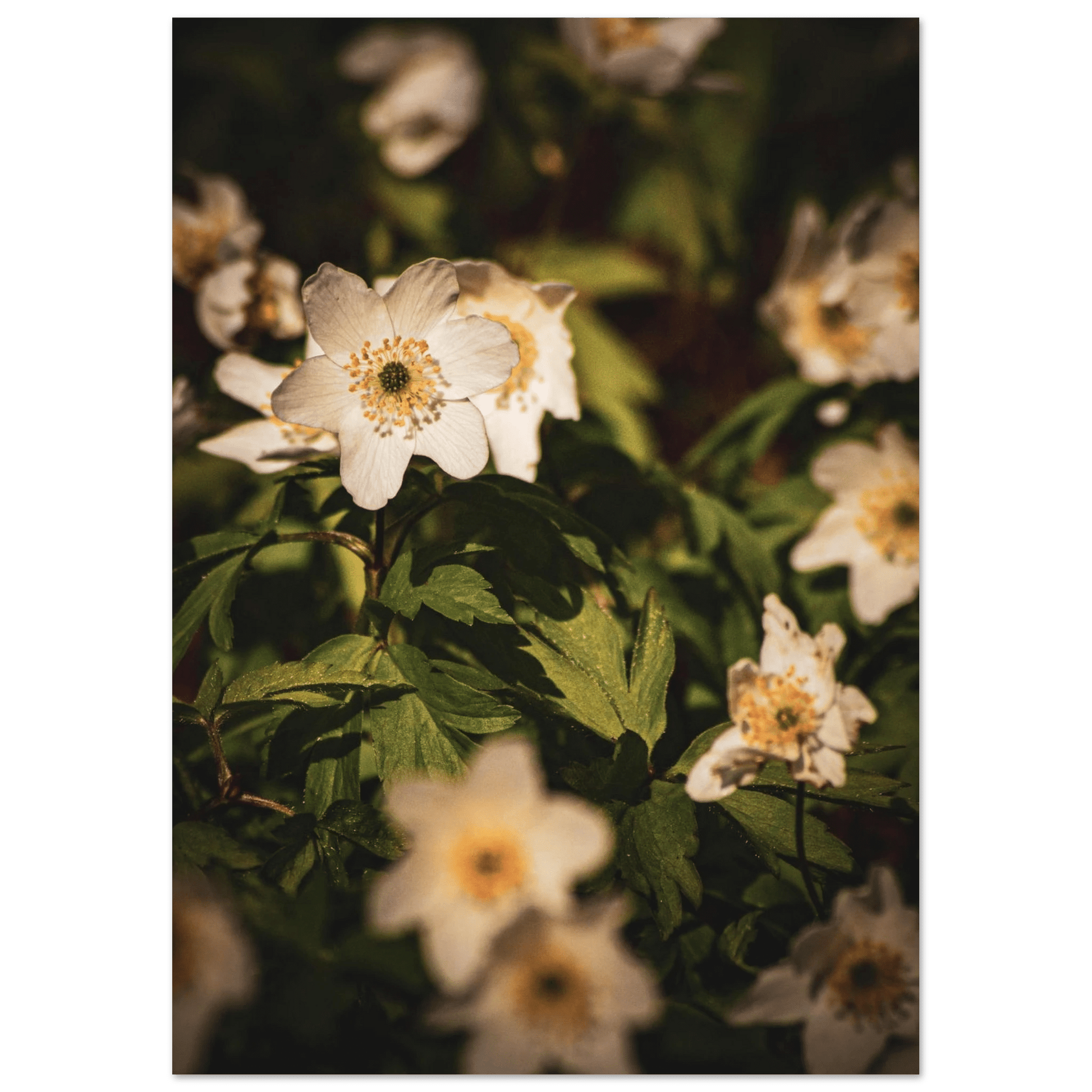 Wood Anemone Wildflower Carpet - Poster - Rather Be In Finland
