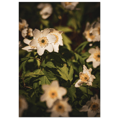 Wood Anemone Wildflower Carpet - Poster - Rather Be In Finland
