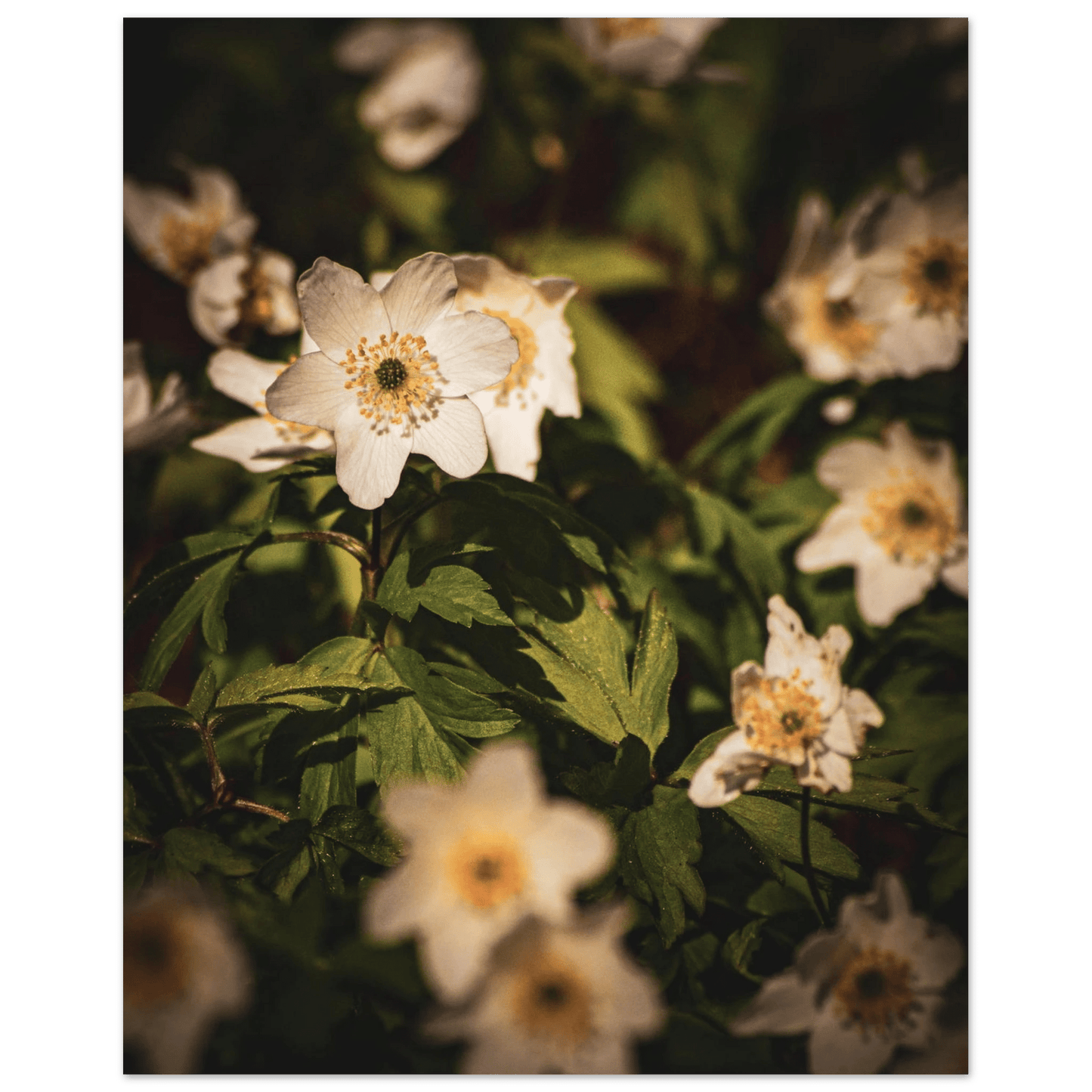 Wood Anemone Wildflower Carpet - Poster - Rather Be In Finland